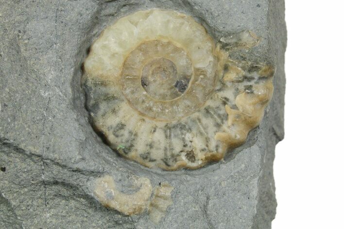Jurassic Ammonite (Promicroceras) Fossil - Lyme Regis #351286